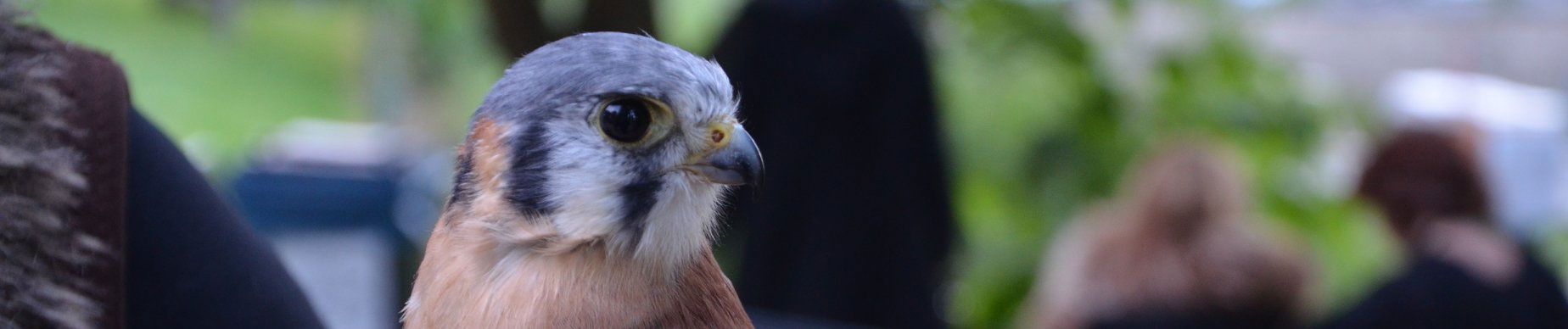 Aplerbecker Schlossfehde e.V.